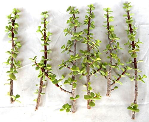 Elephant Bush - Portulacaria Afra - Six (6) Mature Cuttings
