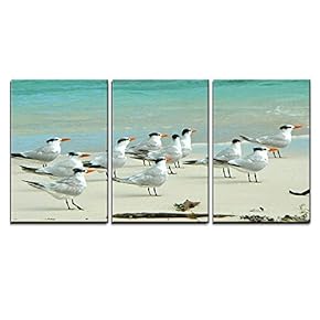 3 Piece Canvas Wall Art - Birds in The Beach in Los Roques - Modern Home Art Stretched and Framed Ready to Hang - 16"x24"x3 Panels