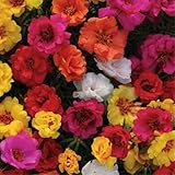 LargeBlossomed-Purslane-Mix-Portulaca-Grandiflora-Hook-Flower-Plant-Seeds-Annual-Heirloom