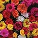 Large-Blossomed Purslane 'Mix' (Portulaca Grandiflora Hook.) Flower Plant Seeds, Annual Heirloom