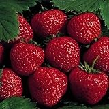 25 Earliglow Strawberry Plants - Bareroot - The Earliest Berry!