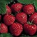 25 Earliglow Strawberry Plants - Bareroot - The Earliest Berry! primary
