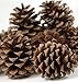 24 Ponderosa Pine Cone Natural 3