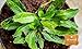 Long Coriander 2000 Seeds, Thai Parsley, Culantro Seeds, recao, Long Coriander, Mexican Coriander, Thai Parsley, NGO GAI (2,000 Seeds=1 g) by STSEED