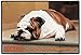 BULL DOG / PORCH DOORMAT Art by Barrie Barnett