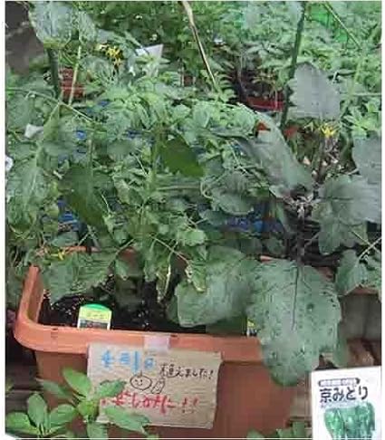Amazon 野菜がつくれる深底プランター 710型 茶色 プランター