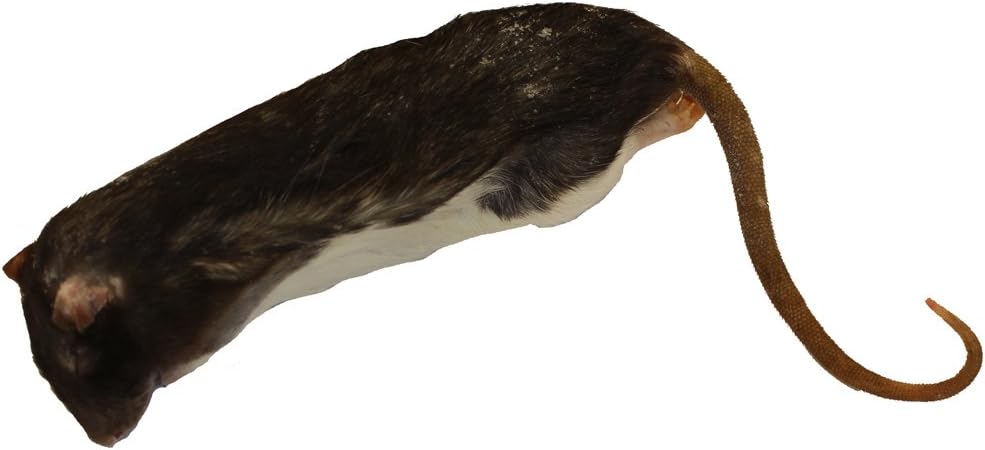 Euro Rep Frozen Rat X-Large 350-450g - Pack of 10
