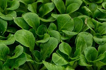 Amazon Com Bebe Hoja Endive Zuccherina Di Trieste Chicory Jardin Y Exteriores