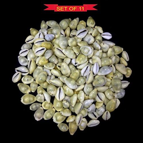 Desi Global E-Mart Yellow Kawdi / Kaudi- great significance in the worship of Goddess Laxmi 11 Pcs