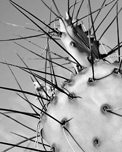 Cactus Print, Black and White Photography, Cactus Thorns Spikes Photo, Fine Art Macro Photography Print, Modern Wall Art Decor, Abstract Picture