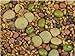 5 Part Salad Sprout Seed Mix -1/2 Lbs (8 Oz) - Organic Sprouting Seeds: Radish, Broccoli, Alfalfa, Green Lentil & Mung Bean - For Sprouts