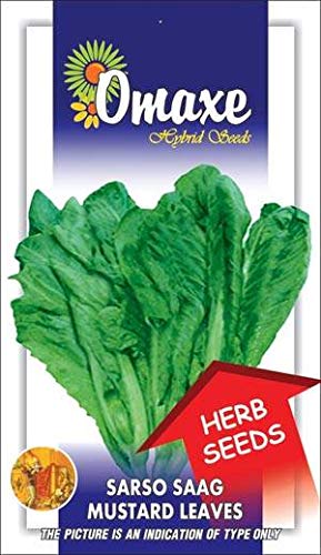 Mustard Sarso Saag Indian Leaf Vegetable Seeds Kitchen Garden
