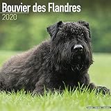 Bouvier des Flandres (Euro) Calendar - Dog Breed Calendars - 2019 - 2020 Wall Calendars - 16 Month b by 
