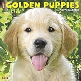 Just Golden Puppies 2020 Wall Calendar (Dog Breed Calendar) by 