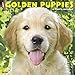 Just Golden Puppies 2020 Wall Calendar (Dog Breed Calendar) by 