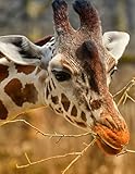 Notebook: Giraffe Zoo Animal Portrait Wild Planet Zoology Wildlife African Safari Conservation by Wild Pages Press