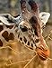 Notebook: Giraffe Zoo Animal Portrait Wild Planet Zoology Wildlife African Safari Conservation by Wild Pages Press