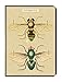 Cavallini Papers & Co. Mini Notebooks Insects Mini Notebooks Packaged Together As One Set, 4 x 5.3