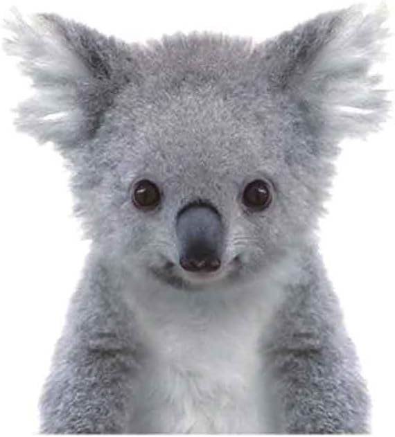 WYUEN 5 PCS Koala Temporary Tattoo Waterproof Fake Animals Tattoo Sticker for Women Men Body Art 9.8X6cm FA-391