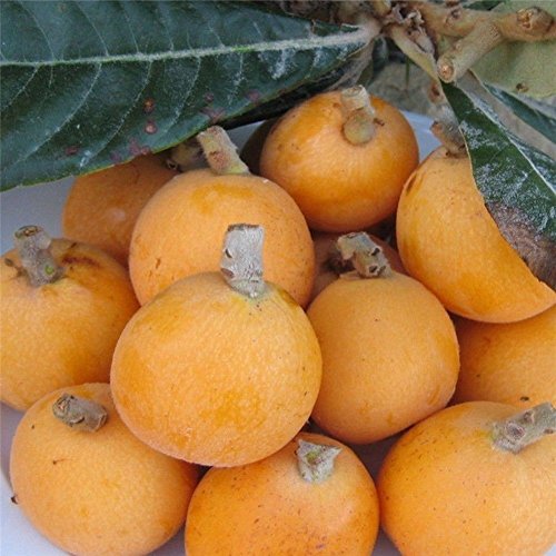 5Pcs Loquat Seed,Buyanputra Wild Frut Tree Planting Seeds Garden Yard Outdoor Tree to Plant