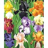 Splended Colorful German Bearded Iris Mix, Rhizome, Bulb, Root