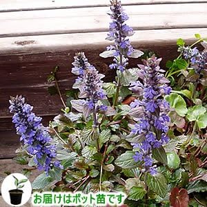 Amazon Co Jp 宿根草 アジュガ レプタンス １株 ホーム キッチン