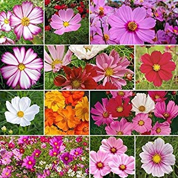 Visa Store 800x Abeilles Jaune Orange Rose Cosmos Fou