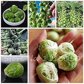 amazon brassière femme