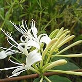Littlepiano 60Pcs Japanese Honeysuckle Vine Lonicera Japonica Seeds