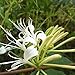 Littlepiano 60Pcs Japanese Honeysuckle Vine Lonicera Japonica Seeds