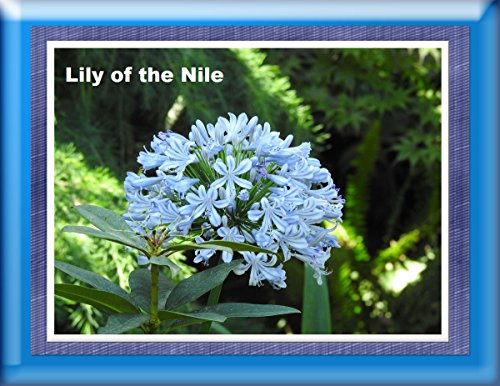 Lily of the Nile photography 2017