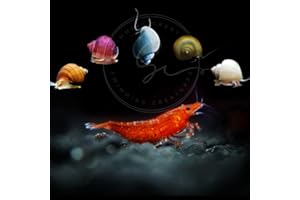 Swimming Creatures™ Neocaridina Shrimps with Assorted Mystery Snails, Freshwater Aquarium, Live (20 RED Cherry + 3 Mystery Snail)