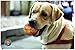 Set of Four Interactive Cotton Rope Dog Toys - For Chewing and Playing