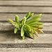 Supla 9 Pcs faux succulents unpotted Vinyl Artificial Succulent Galanthus Cactus Plants Artificial Plants 3 Colors fake succulents Flower Arrangement Craft Making