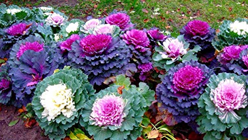 Japanese Ornamental Cabbage Osaka Seeds Mix Flowering Kale Around 40-50 Seeds - Thumbnail 2
