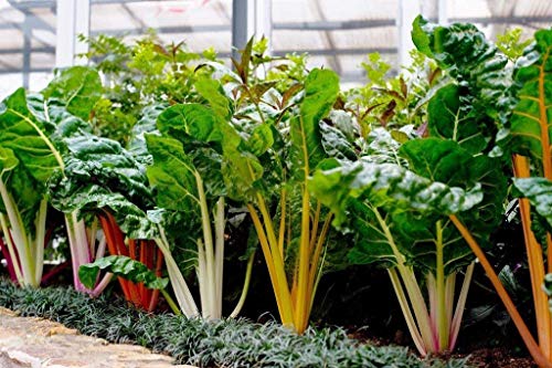 Fash Lady 2320mg Open-pollinated Bright Lights Rainbow Chard Seeds~rare Colored Blend! 60+