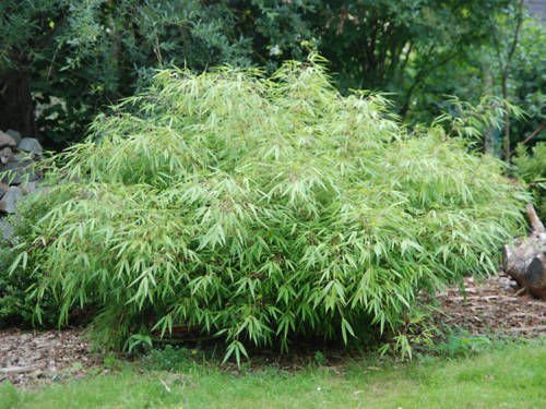 Box of 3 Fargesia 'Rufa' Sunset Glow Bamboo, #1 Size Live Plants.