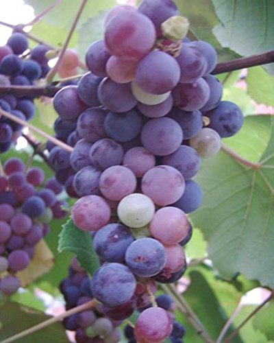 Isabella Wine Grape Certified 10 Seeds #11108 Item UPC#637632549647 Isabella Wine Grape Certified 10 Seeds #11108 Item UPC#637632549647