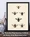 Bees Plate XV 11x14 Unframed Print - Vintage Poster - Great for Classroom and School Decor, Honey Bee Farm Decorations, Classic Gift for Nature Lovers, Teachers and Beekeepers