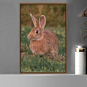 signwin Framed Canvas Wall Art Bunny Animals Bedroom...
