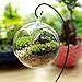 RONSHIN Creative Clear Glass Ball Vase Micro Landscape Air Plant Terrarium Succulent Hanging Flowerpot Containerthumb 1