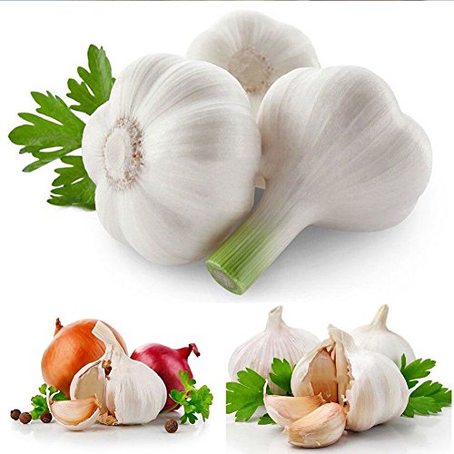 Afco 200 Pcs Herb Garlic Seeds Organically Grown Vegetable Balcony Bonsai Wonderful Gardening Gifts - Thumbnail 2
