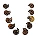 Justinstones 10pcs Side Drilled Natural Ammonite Fossil Loose Gemstone Beads