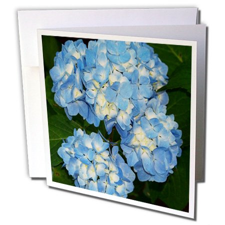 3dRose Blue And Yellow Hydrangea Clusters - Greeting Cards, 6 x 6 inches, set of 6 (gc_21629_1)