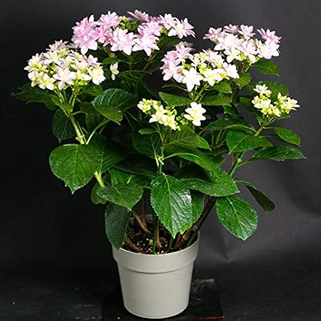 Amazon 母の日 ギフト 店長こだわり珍しい逸品 アジサイ鉢 ラッピングしてお届け 鉢花 鉢植え フラワーギフト アジサイ ハイドランジア 早い者勝ち いろいろな珍しい種類が選べます ダンスパーティー ピンク 観葉植物 オンライン通販