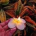 NAVA CHIANGMAI Plumeria Flower Floating Candles 10 Pieces / 1 Set