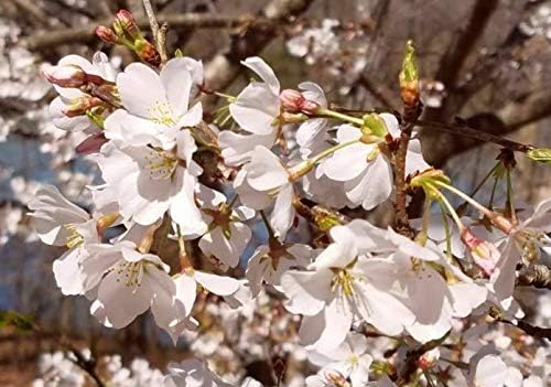 Fresh Cuttings Flowering Cherry Tree Cuttings (unrooted) Accolade Flowering Trees Get 10#NR01YN