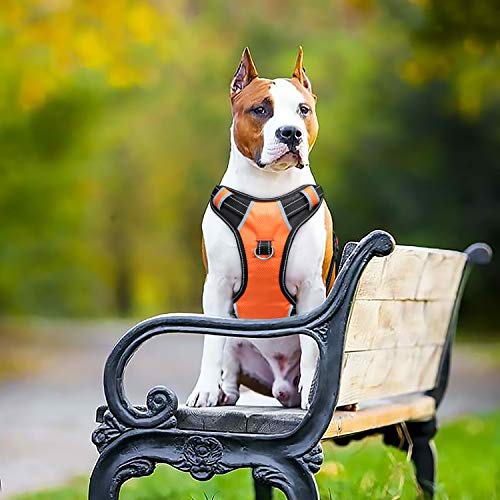 babyltrl dog harness