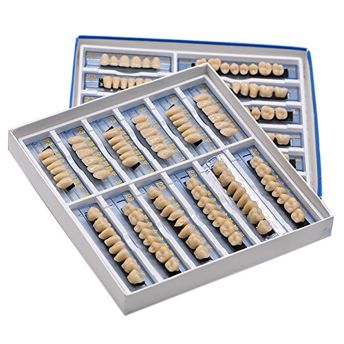 Oral Dentistry 168 Pcs Dental Complete Acrylic Resin Denture False Teeth for Halloween Horror Teeth  - //coolthings.us