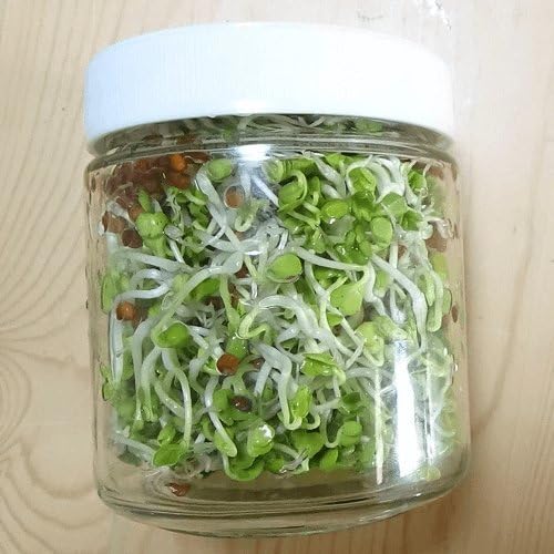 Amazon Co Jp スプラウト専用 栽培 容器 ジャー もやし 型 ホビー